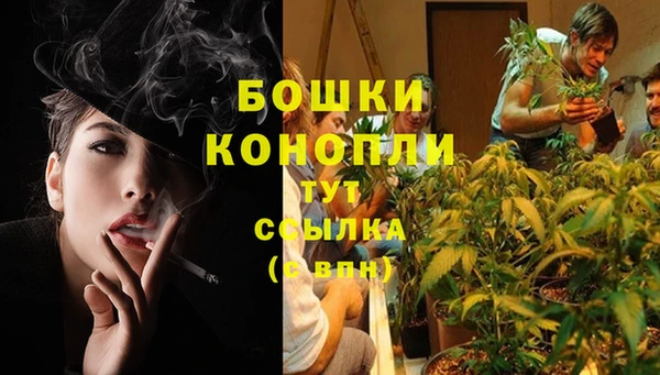 амф Гусев